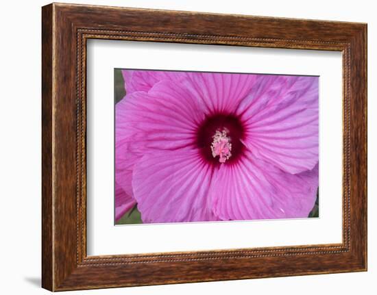 Pink Hibiscus, Usa-Lisa S. Engelbrecht-Framed Photographic Print