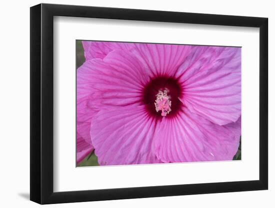 Pink Hibiscus, Usa-Lisa S. Engelbrecht-Framed Photographic Print