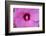 Pink Hibiscus, Usa-Lisa S. Engelbrecht-Framed Photographic Print