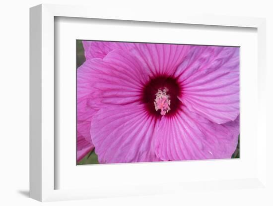 Pink Hibiscus, Usa-Lisa S. Engelbrecht-Framed Photographic Print