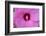 Pink Hibiscus, Usa-Lisa S. Engelbrecht-Framed Photographic Print