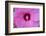 Pink Hibiscus, Usa-Lisa S. Engelbrecht-Framed Photographic Print