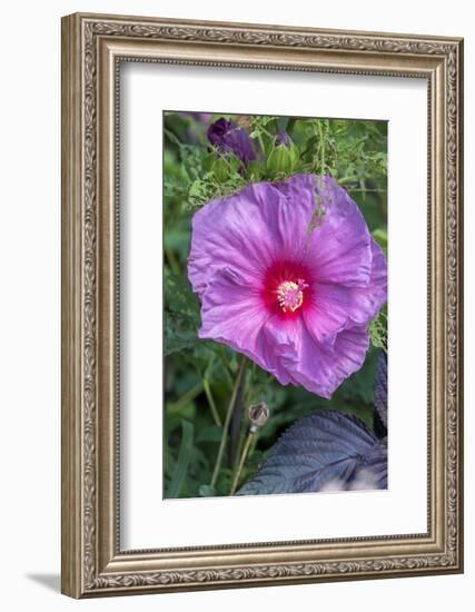 Pink Hibiscus, Usa-Lisa S. Engelbrecht-Framed Photographic Print