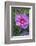 Pink Hibiscus, Usa-Lisa S. Engelbrecht-Framed Photographic Print