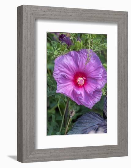 Pink Hibiscus, Usa-Lisa S. Engelbrecht-Framed Photographic Print