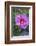 Pink Hibiscus, Usa-Lisa S. Engelbrecht-Framed Photographic Print