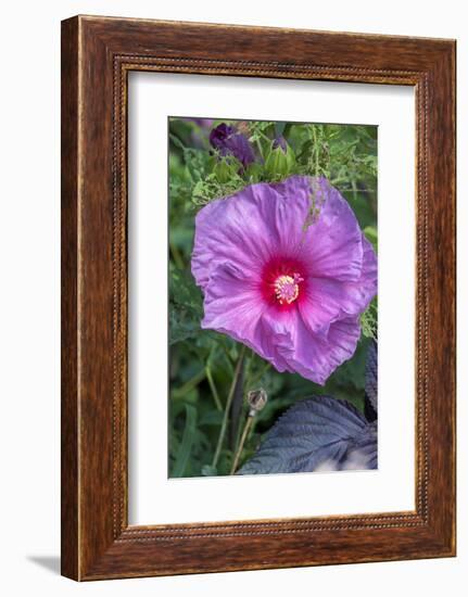 Pink Hibiscus, Usa-Lisa S. Engelbrecht-Framed Photographic Print