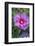 Pink Hibiscus, Usa-Lisa S. Engelbrecht-Framed Photographic Print