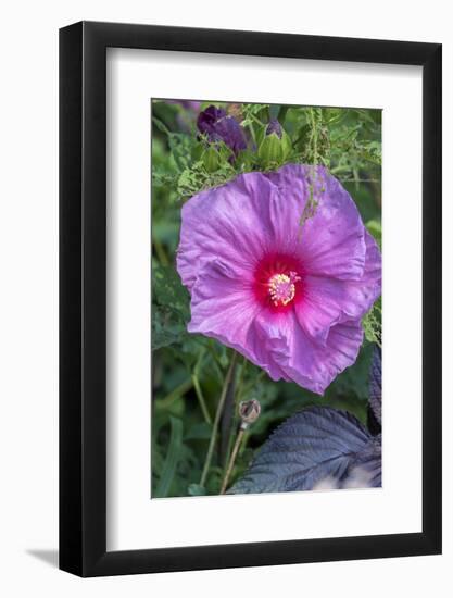 Pink Hibiscus, Usa-Lisa S. Engelbrecht-Framed Photographic Print