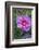 Pink Hibiscus, Usa-Lisa S. Engelbrecht-Framed Photographic Print