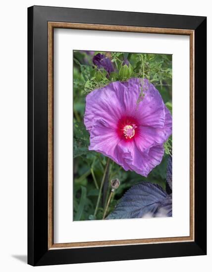 Pink Hibiscus, Usa-Lisa S. Engelbrecht-Framed Photographic Print