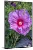 Pink Hibiscus, Usa-Lisa S. Engelbrecht-Mounted Photographic Print