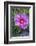 Pink Hibiscus, Usa-Lisa S. Engelbrecht-Framed Photographic Print