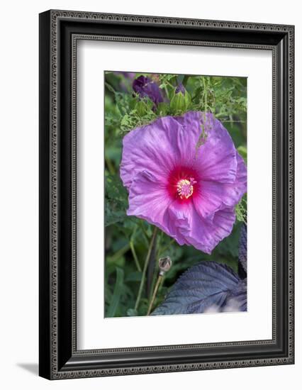 Pink Hibiscus, Usa-Lisa S. Engelbrecht-Framed Photographic Print