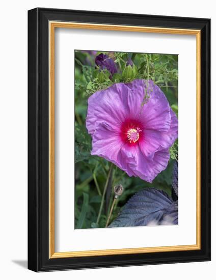 Pink Hibiscus, Usa-Lisa S. Engelbrecht-Framed Photographic Print