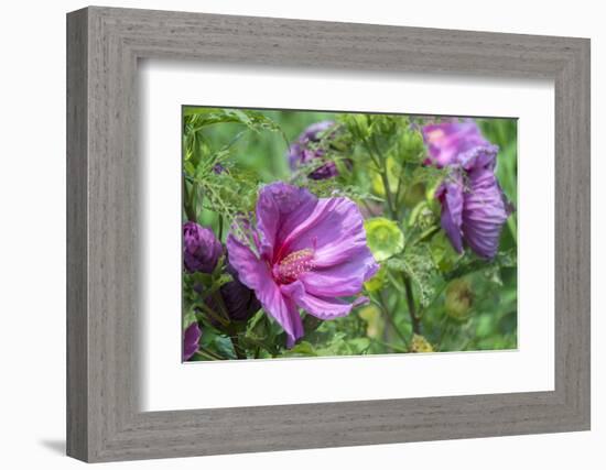 Pink Hibiscus, Usa-Lisa S. Engelbrecht-Framed Photographic Print