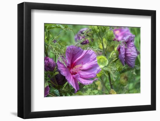 Pink Hibiscus, Usa-Lisa S. Engelbrecht-Framed Photographic Print