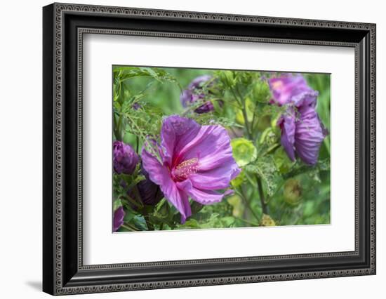 Pink Hibiscus, Usa-Lisa S. Engelbrecht-Framed Photographic Print