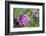 Pink Hibiscus, Usa-Lisa S. Engelbrecht-Framed Photographic Print