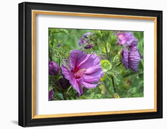 Pink Hibiscus, Usa-Lisa S. Engelbrecht-Framed Photographic Print