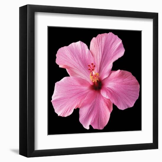 Pink Hibiscus-Christine Zalewski-Framed Art Print