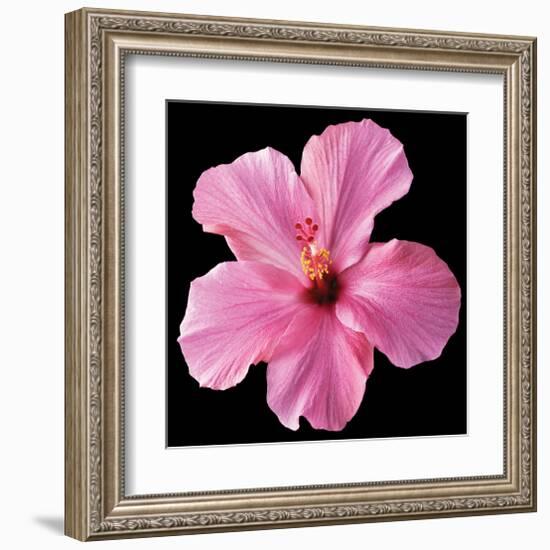 Pink Hibiscus-Christine Zalewski-Framed Art Print