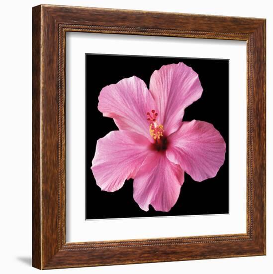 Pink Hibiscus-Christine Zalewski-Framed Art Print