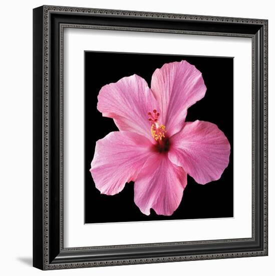 Pink Hibiscus-Christine Zalewski-Framed Art Print