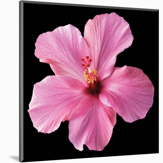 Pink Hibiscus-Christine Zalewski-Mounted Art Print