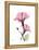 Pink Hibiscus-Albert Koetsier-Framed Stretched Canvas