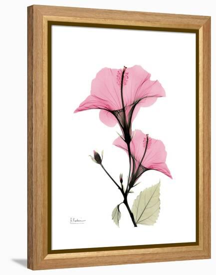 Pink Hibiscus-Albert Koetsier-Framed Stretched Canvas