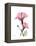 Pink Hibiscus-Albert Koetsier-Framed Stretched Canvas