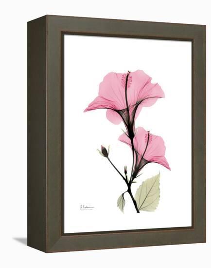 Pink Hibiscus-Albert Koetsier-Framed Stretched Canvas