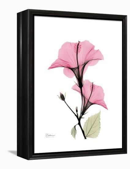 Pink Hibiscus-Albert Koetsier-Framed Stretched Canvas