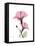 Pink Hibiscus-Albert Koetsier-Framed Stretched Canvas