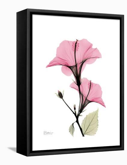 Pink Hibiscus-Albert Koetsier-Framed Stretched Canvas