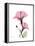 Pink Hibiscus-Albert Koetsier-Framed Stretched Canvas