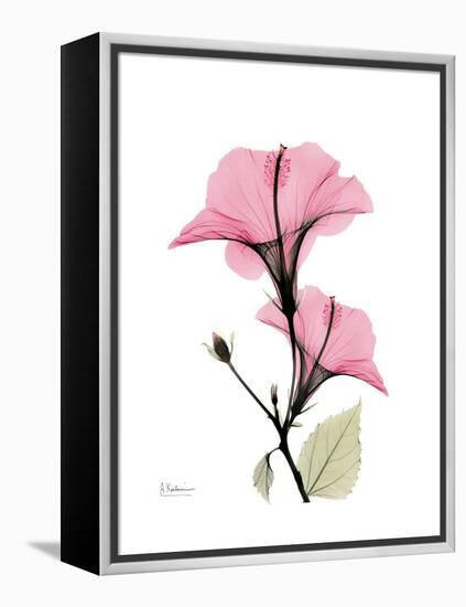 Pink Hibiscus-Albert Koetsier-Framed Stretched Canvas