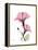 Pink Hibiscus-Albert Koetsier-Framed Stretched Canvas