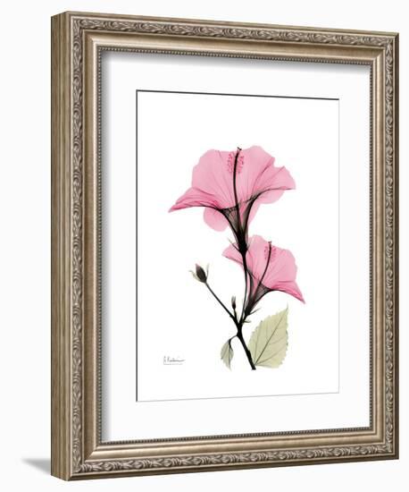 Pink Hibiscus-Albert Koetsier-Framed Art Print