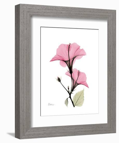 Pink Hibiscus-Albert Koetsier-Framed Art Print