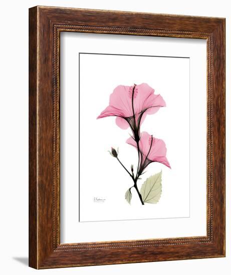 Pink Hibiscus-Albert Koetsier-Framed Art Print