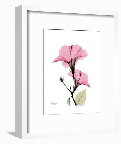 Pink Hibiscus-Albert Koetsier-Framed Art Print