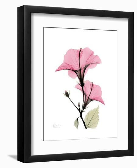 Pink Hibiscus-Albert Koetsier-Framed Art Print