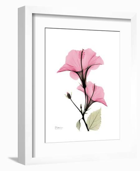 Pink Hibiscus-Albert Koetsier-Framed Art Print