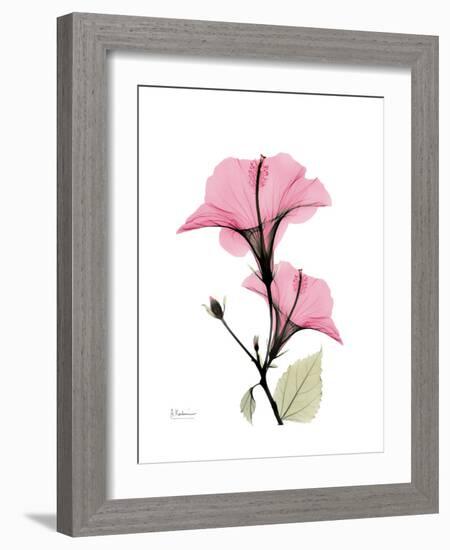 Pink Hibiscus-Albert Koetsier-Framed Premium Giclee Print