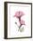 Pink Hibiscus-Albert Koetsier-Framed Premium Giclee Print