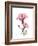 Pink Hibiscus-Albert Koetsier-Framed Premium Giclee Print