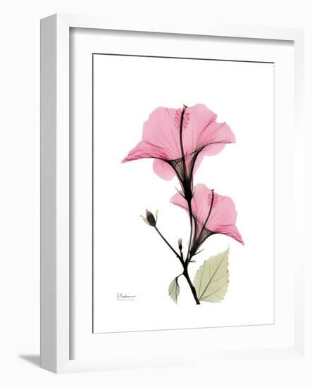 Pink Hibiscus-Albert Koetsier-Framed Premium Giclee Print