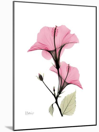 Pink Hibiscus-Albert Koetsier-Mounted Art Print